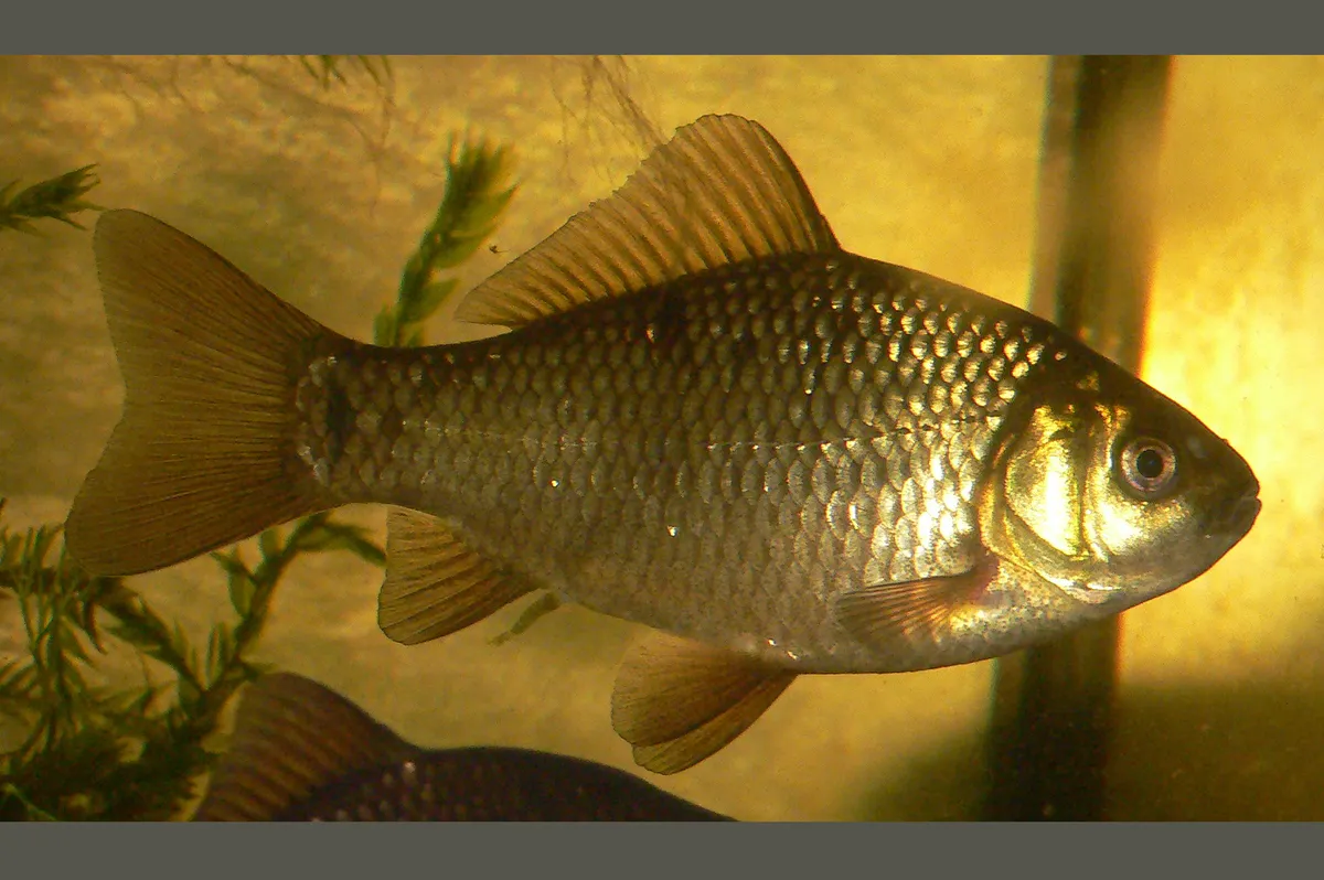 Goldfish (Carassius auratus)