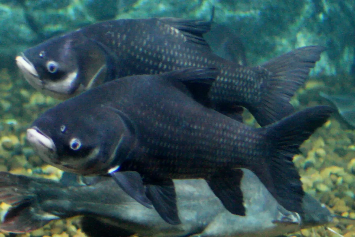 Giant barb (Catlocarpio siamensis)