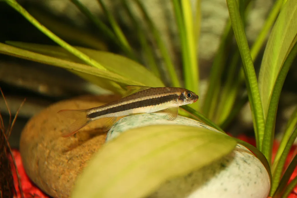 Stonelapping minnow (Ceratogarra cambodgiensis)