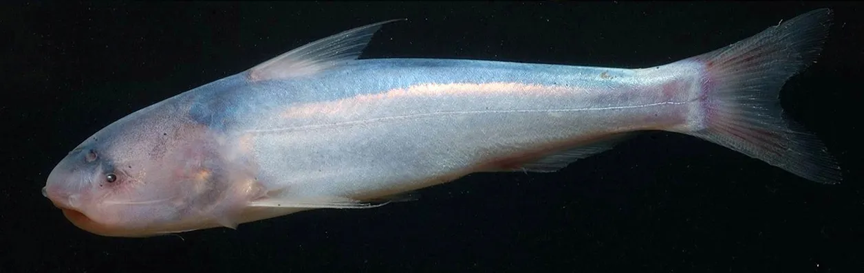 Whale catfish (Cetopsis coecutiens)