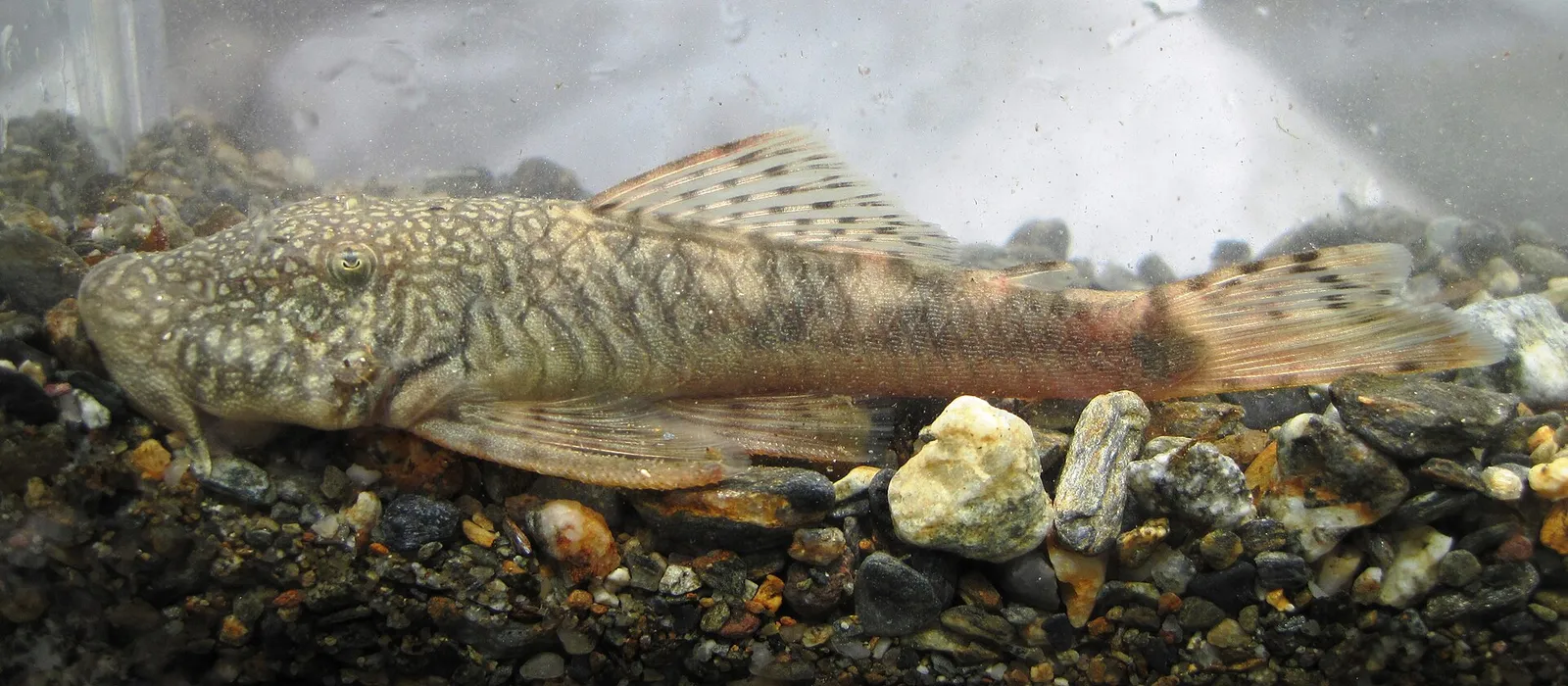 Magdalena Tiger Chaetostoma (Chaetostoma leucomelas)