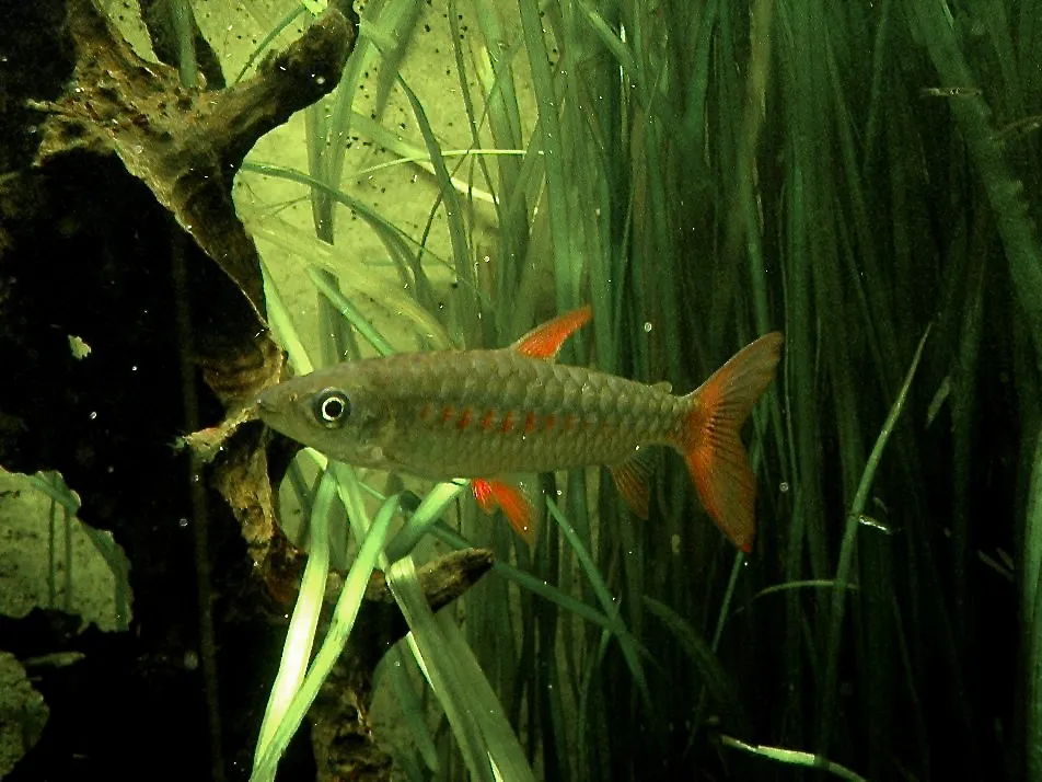 Tucan fish (Chalceus erythrurus)