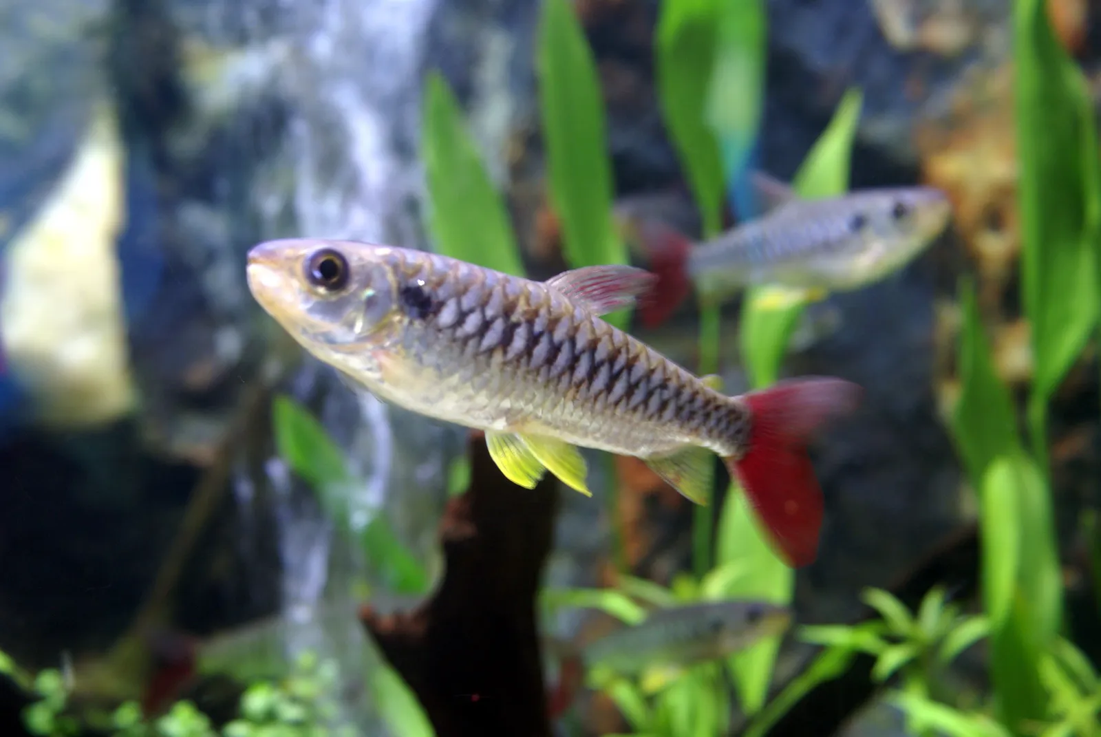 Pink-tailed chalceus (Chalceus macrolepidotus)
