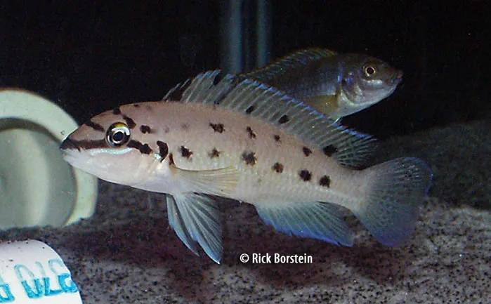 Chalinochromis sp.