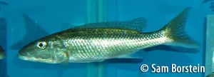 Champsochromis caeruleus Female