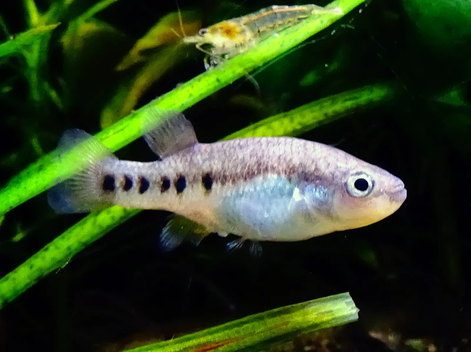 Rainbow characodon (Characodon lateralis)