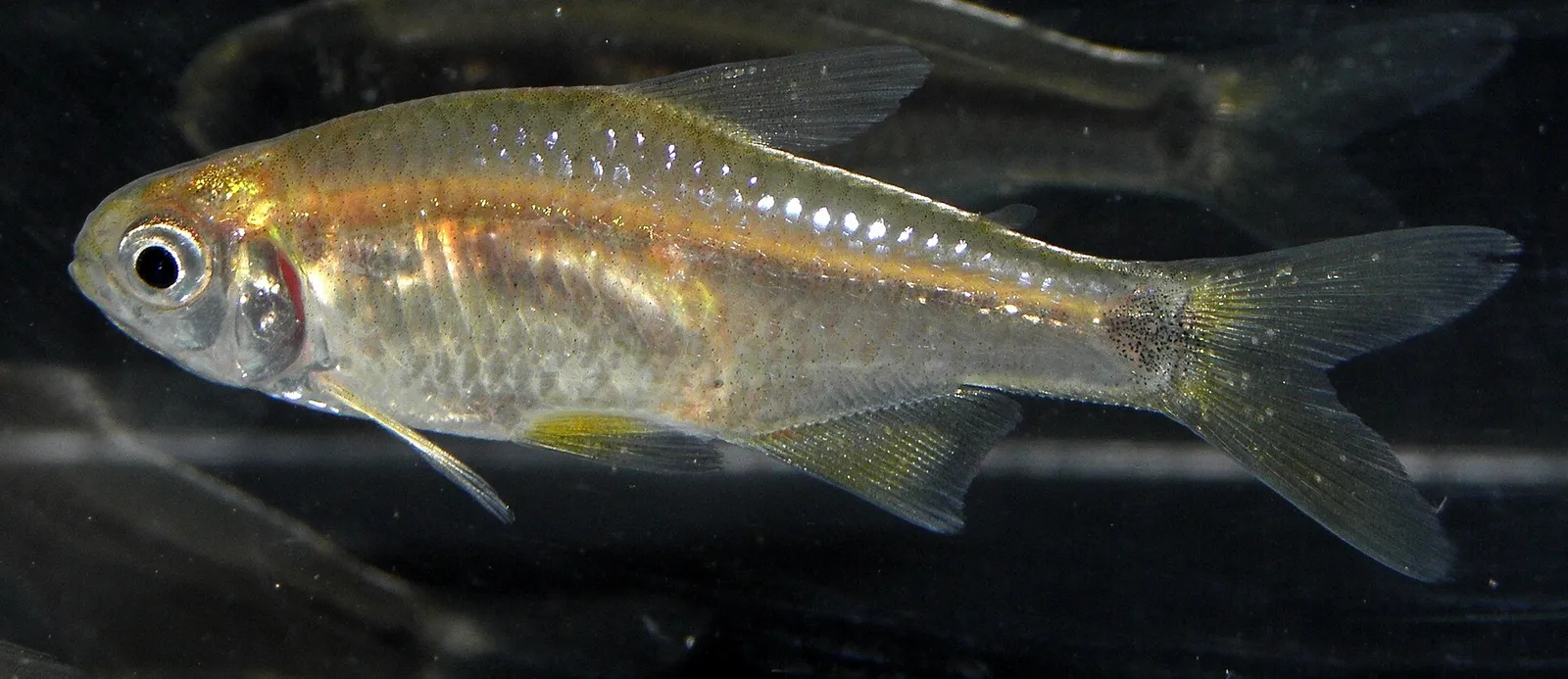 Uruguay tetra (Cheirodon interruptus)