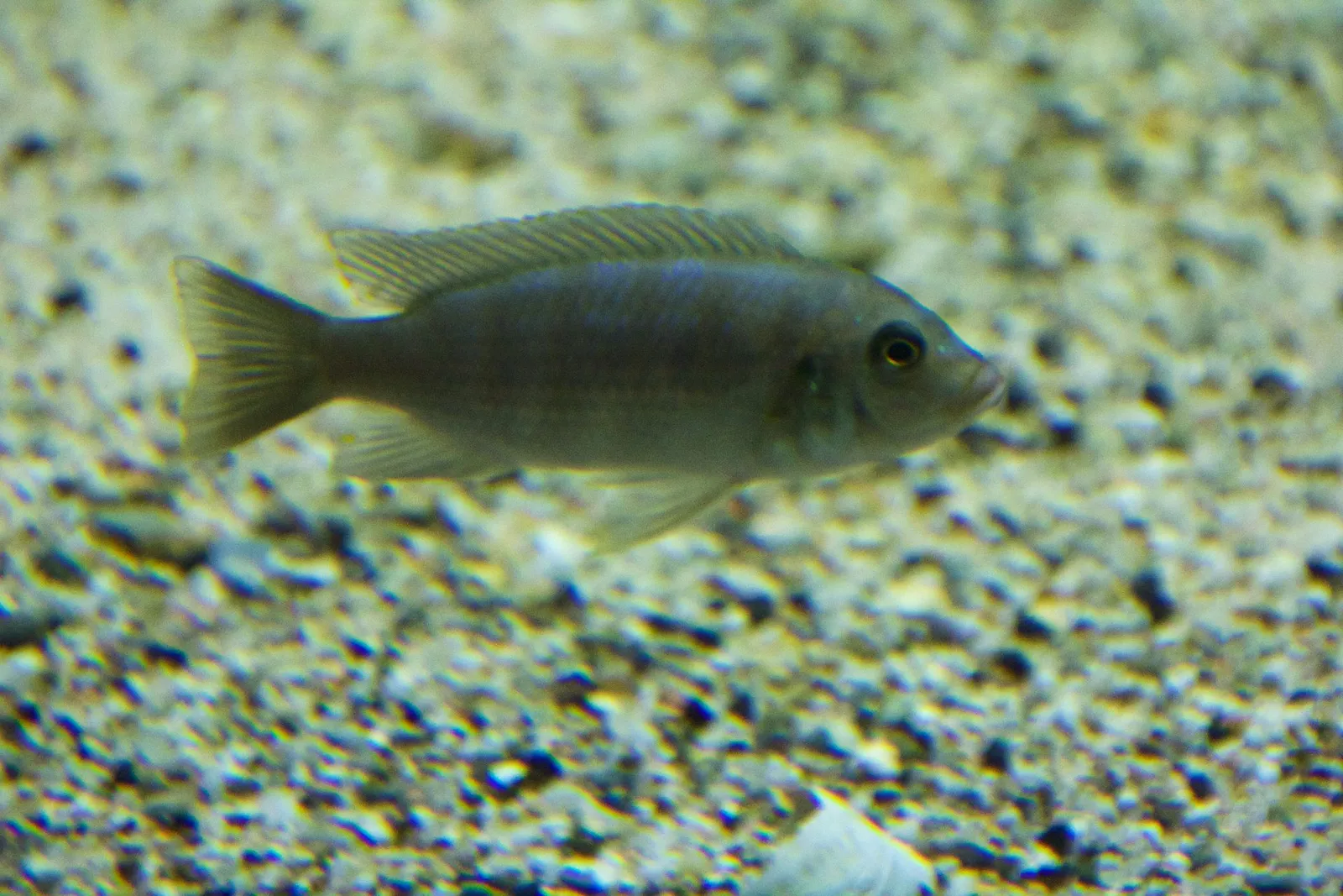 Elongate mbuna (Chindongo elongatus)