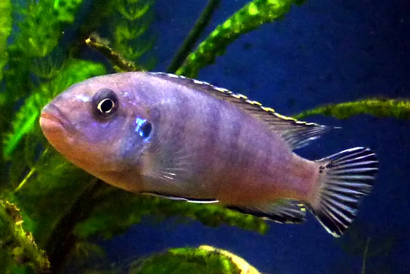 Powder blue cichlid (Chindongo socolofi)