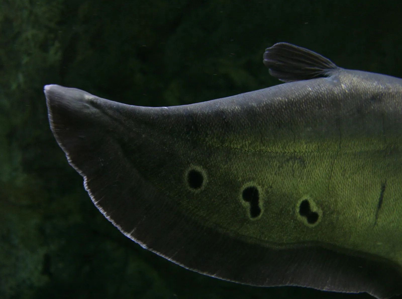 Humped featherback (Chitala chitala)