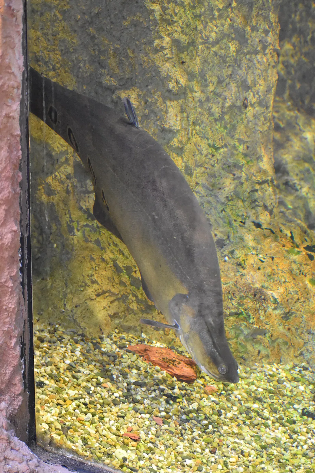 Clown knifefish (Chitala ornata)