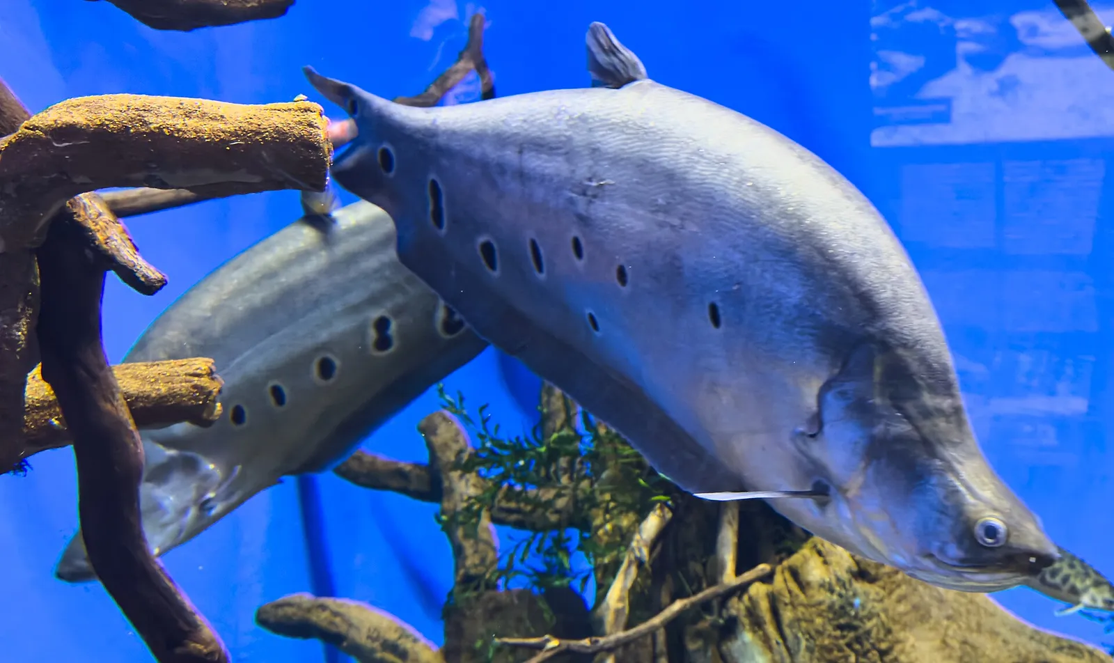 Clown knifefish (Chitala ornata)