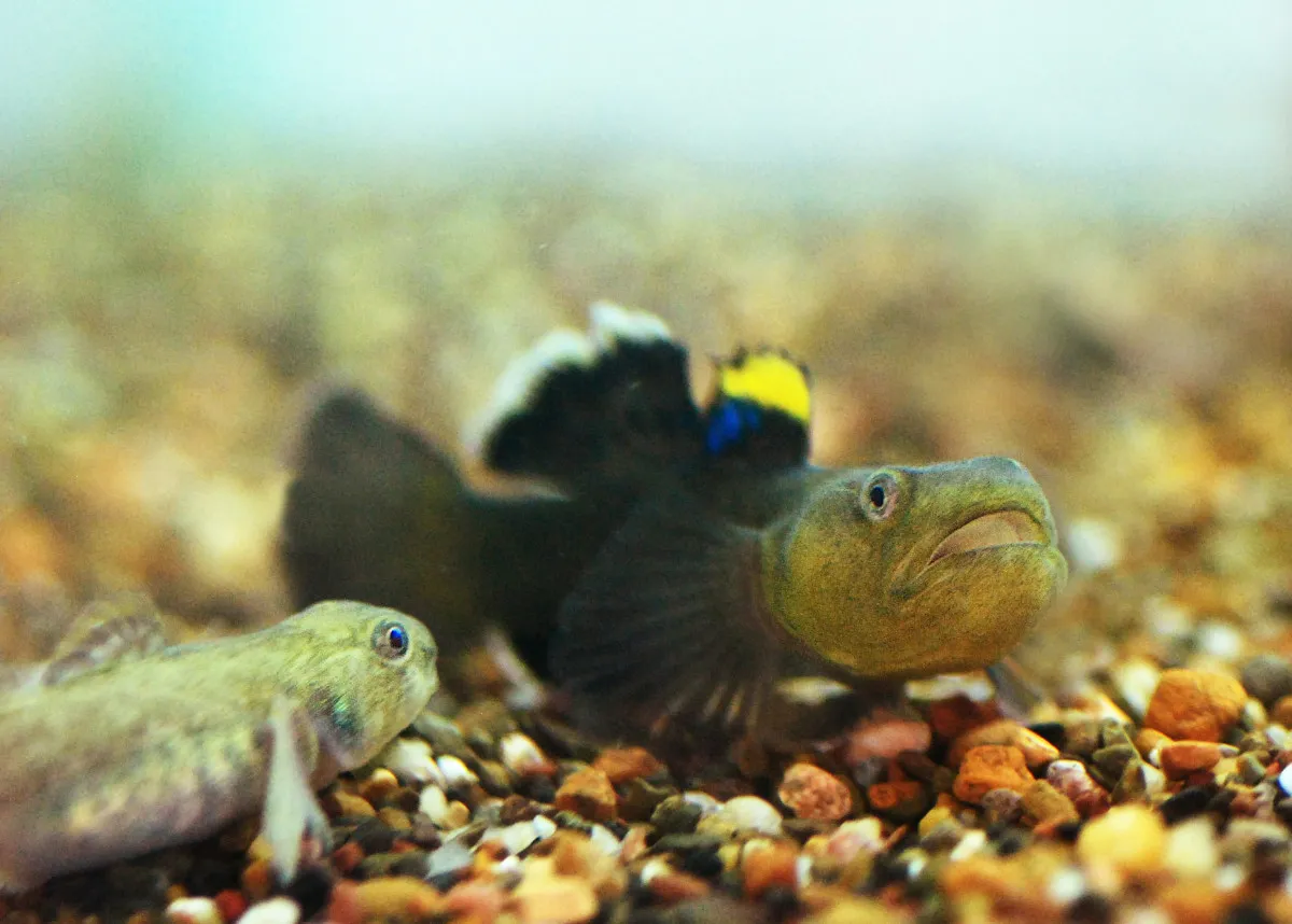 Desert goby (Chlamydogobius eremius)