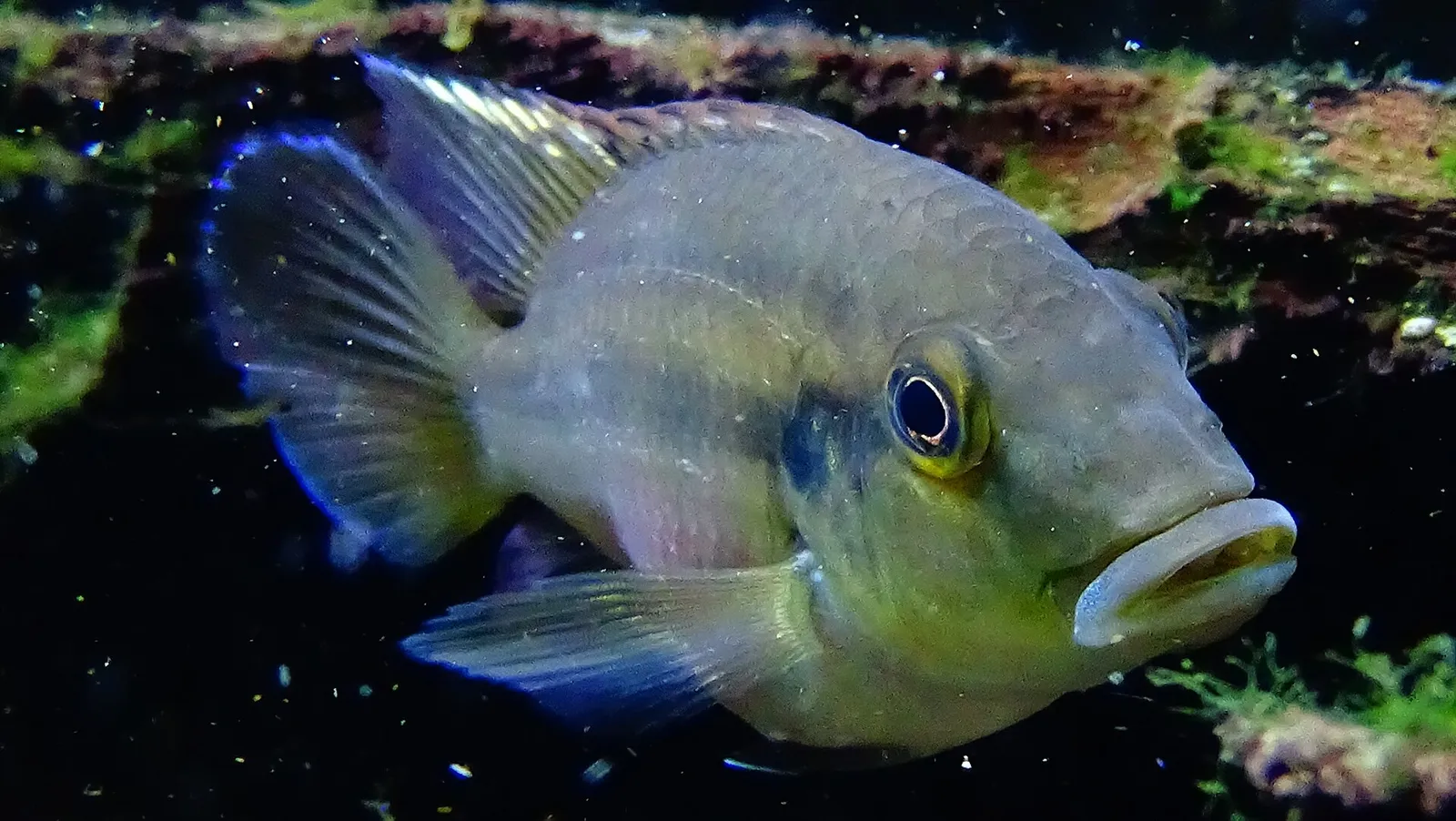 Günther's mouthbrooder (Chromidotilapia guntheri)