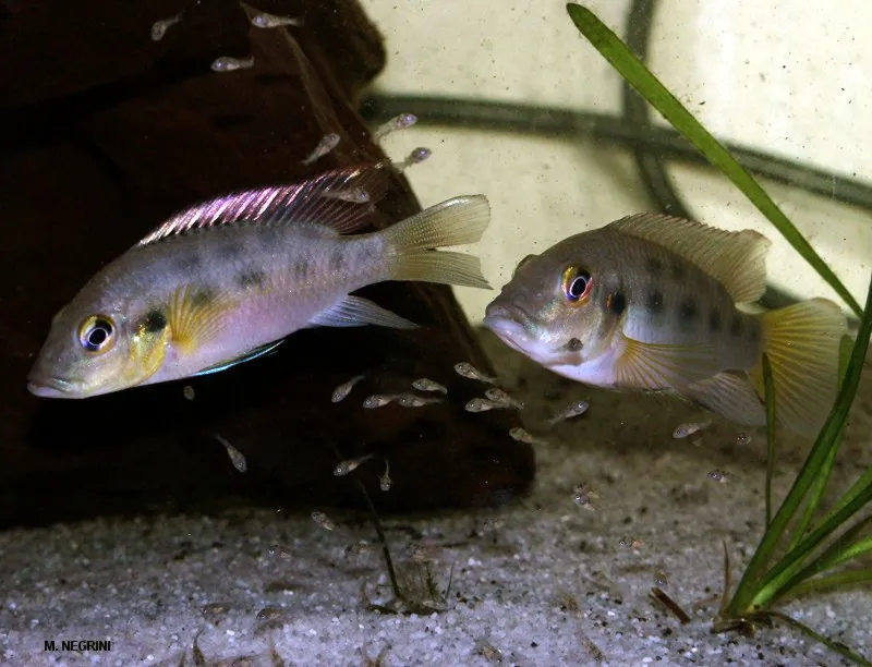 Günther's mouthbrooder (Chromidotilapia guntheri)