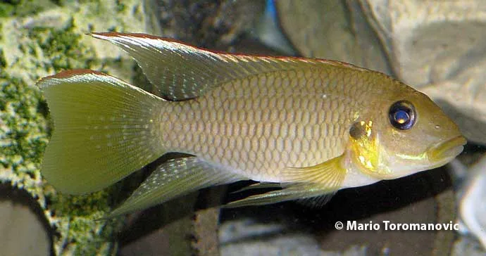Chromidotilapia kingsleyae Male