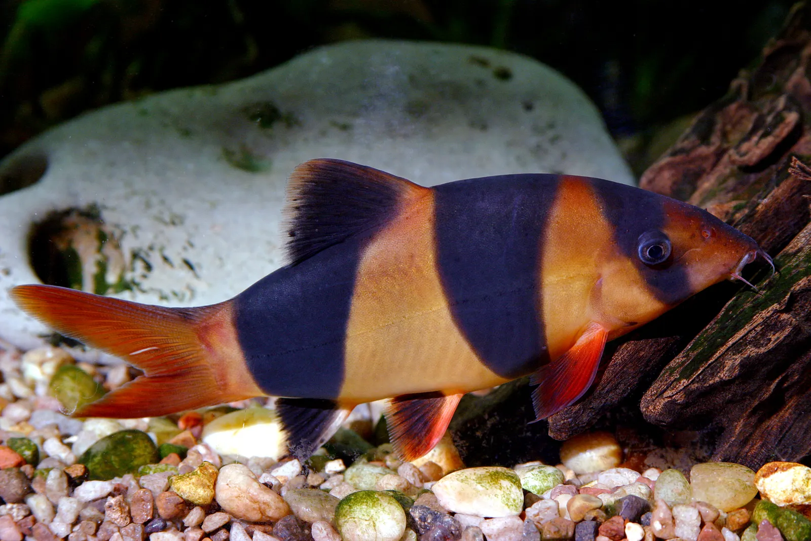 Clown loach (Chromobotia macracanthus)