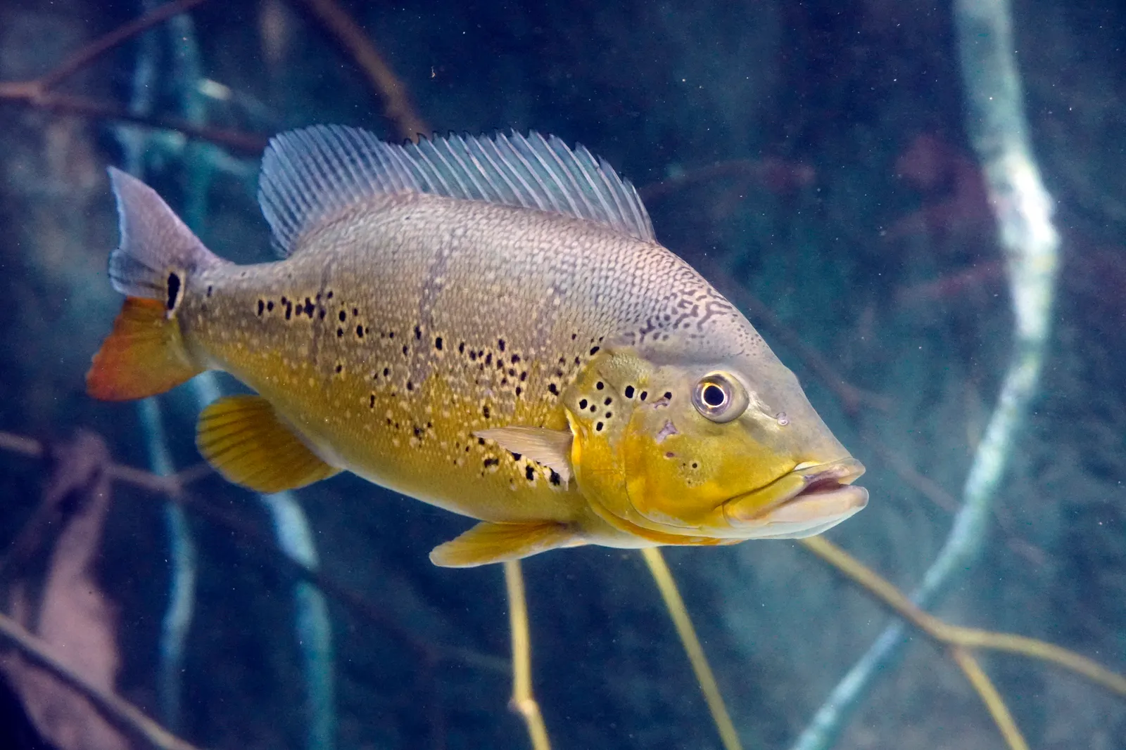 Cichla melaniae