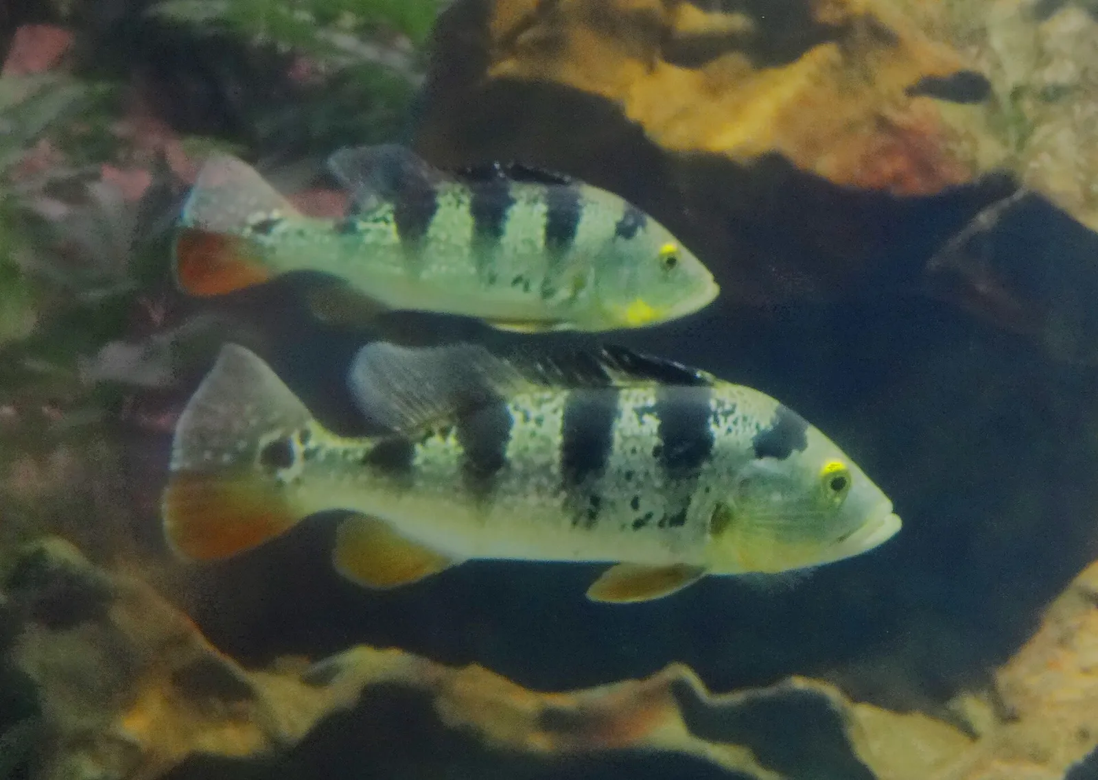 Butterfly peacock bass (Cichla ocellaris)
