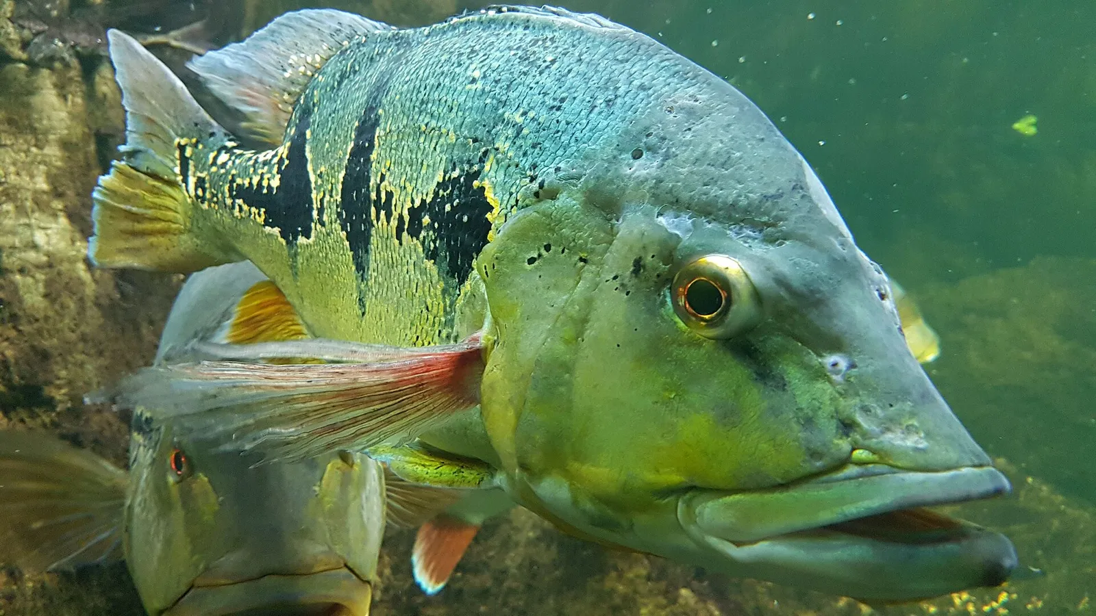 Orinoco peacock bass (Cichla orinocensis)