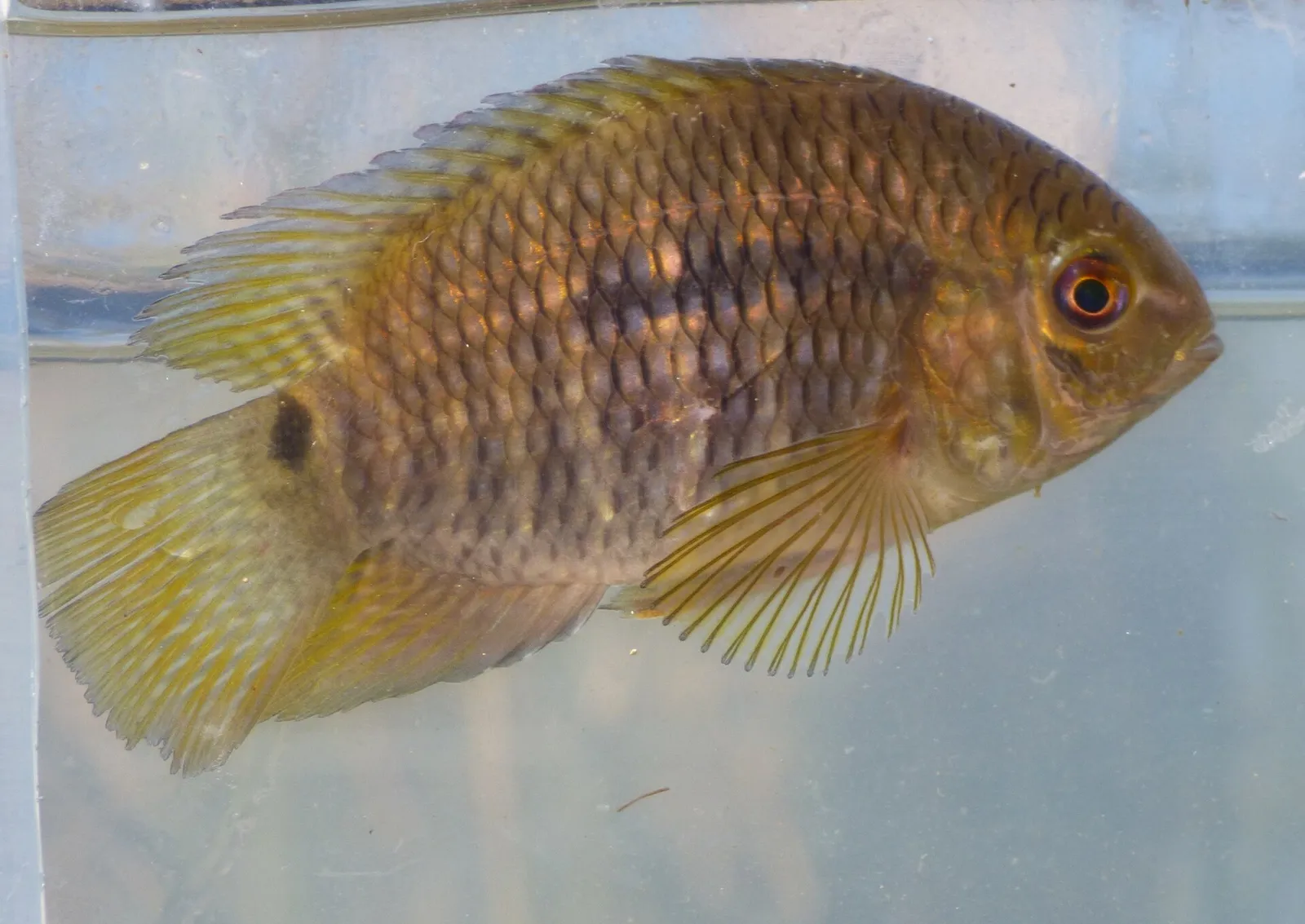 Chanchita (Cichlasoma dimerus)