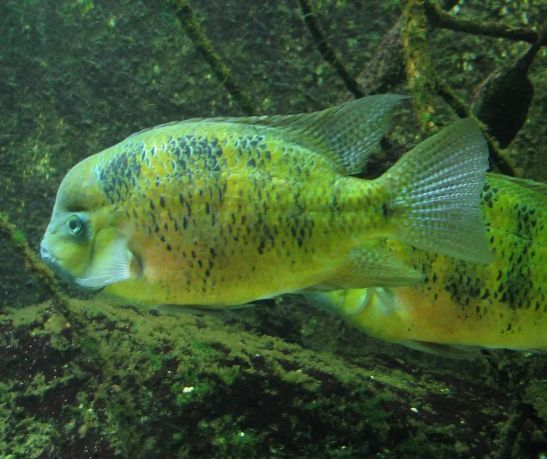 Chisel-tooth cichlid (Cincelichthys bocourti)