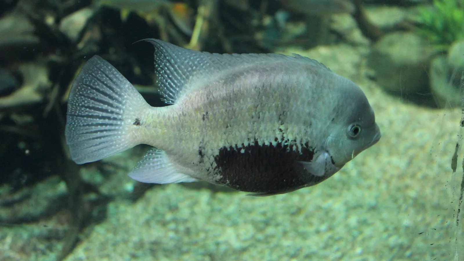 Pantano cichlid (Cincelichthys pearsei)