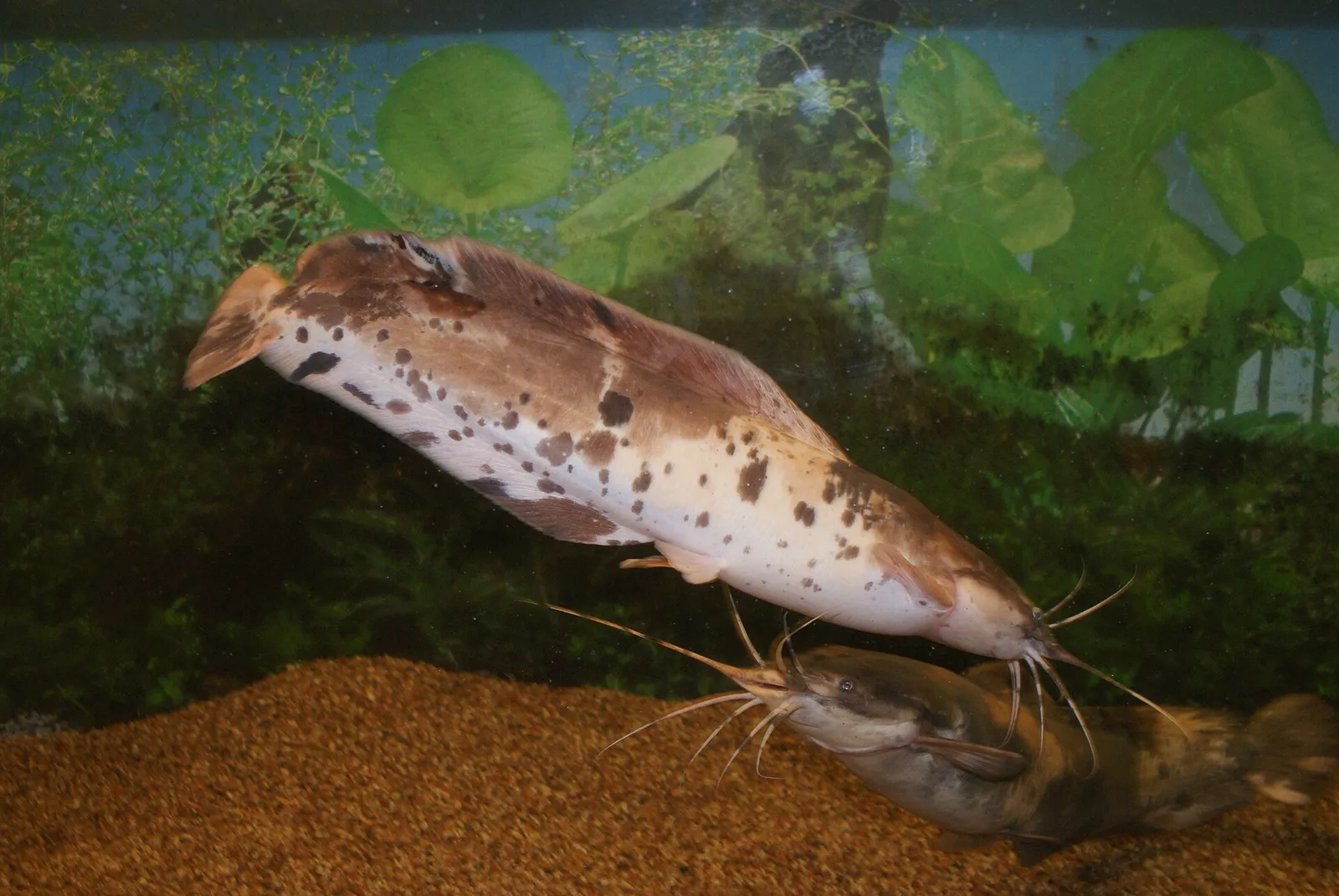 Angola walking catfish (Clarias angolensis)