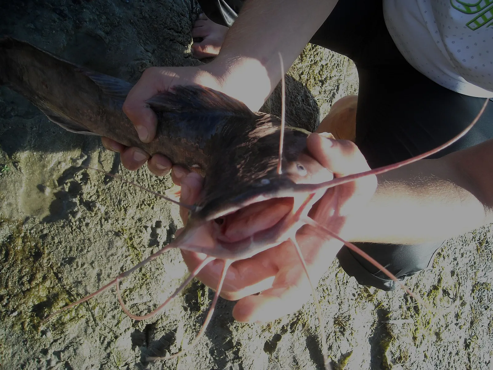 Mudfish (Clarias anguillaris)