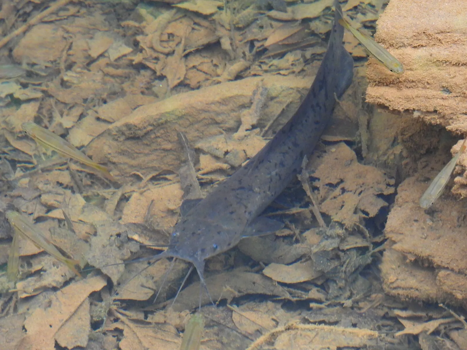 Sri Lankan walking catfish (Clarias brachysoma)