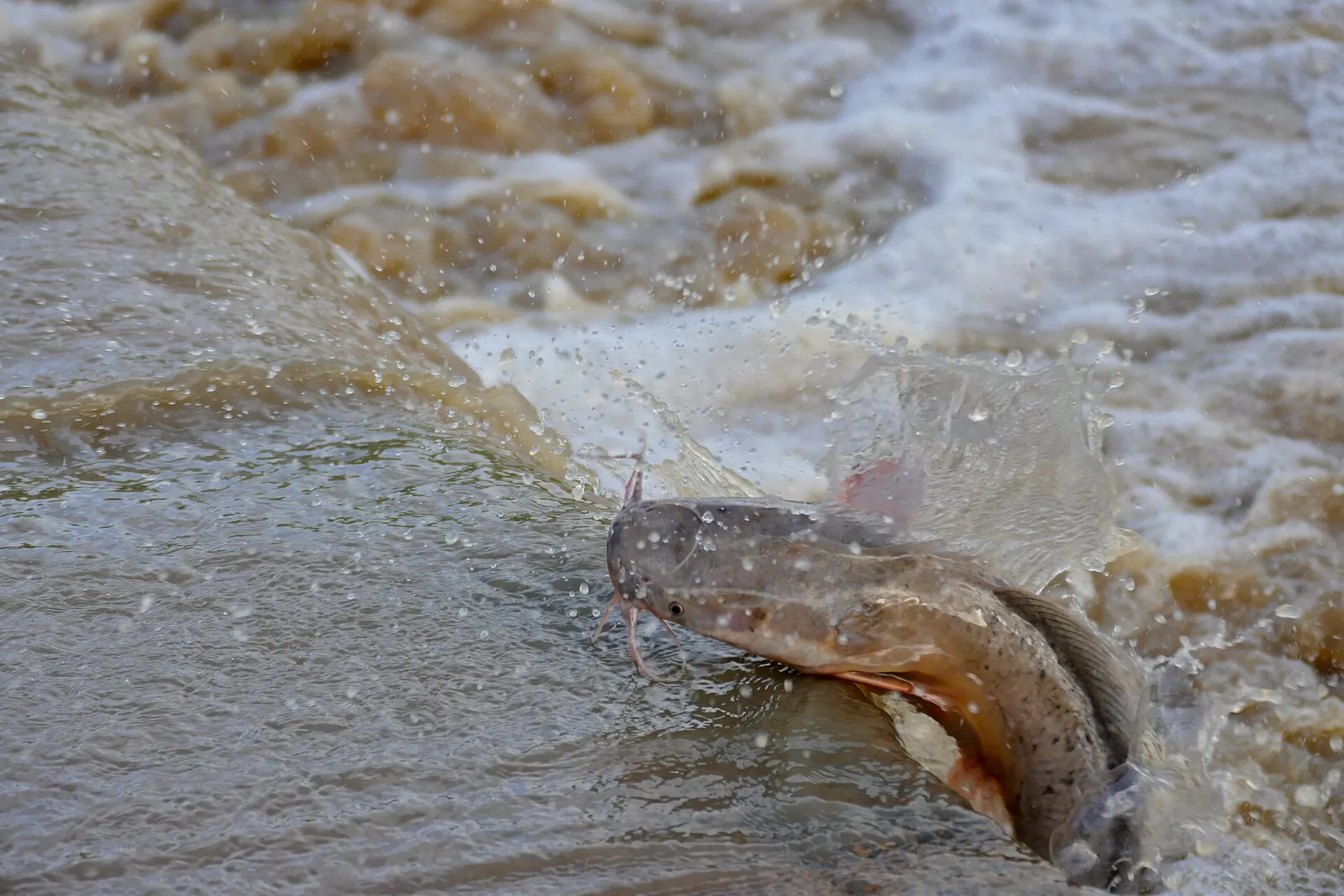 African sharptooth catfish (Clarias gariepinus)