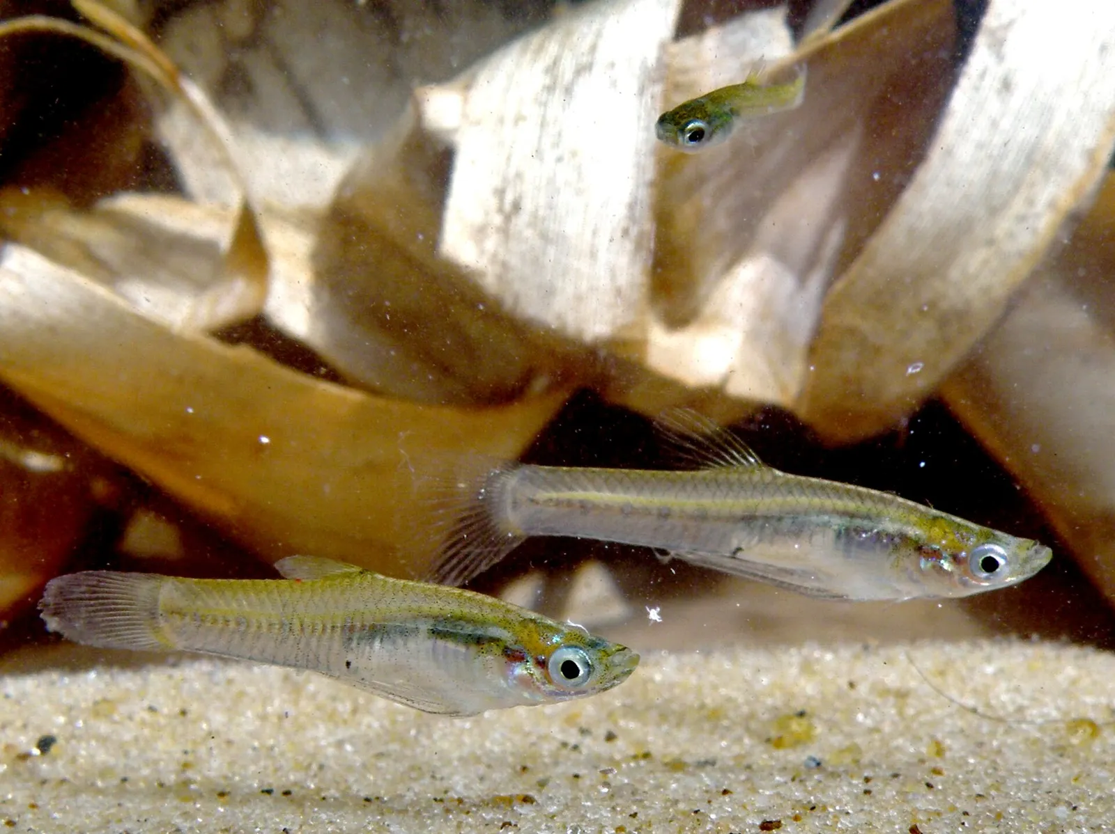 Ten spotted live-bearer (Cnesterodon decemmaculatus)