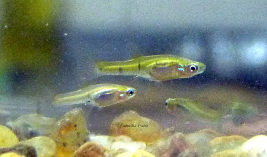 Resistencia toothcarp (Cnesterodon raddai)