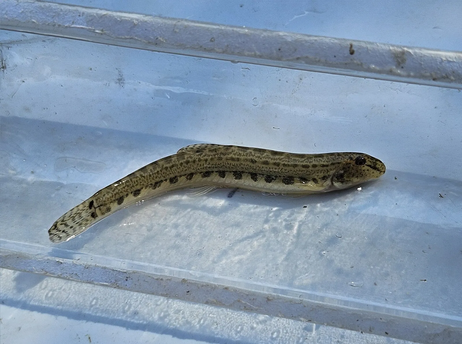Italian spined loach (Cobitis bilineata)