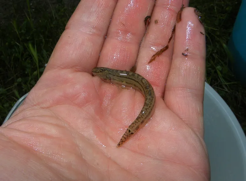 Italian spined loach (Cobitis bilineata)