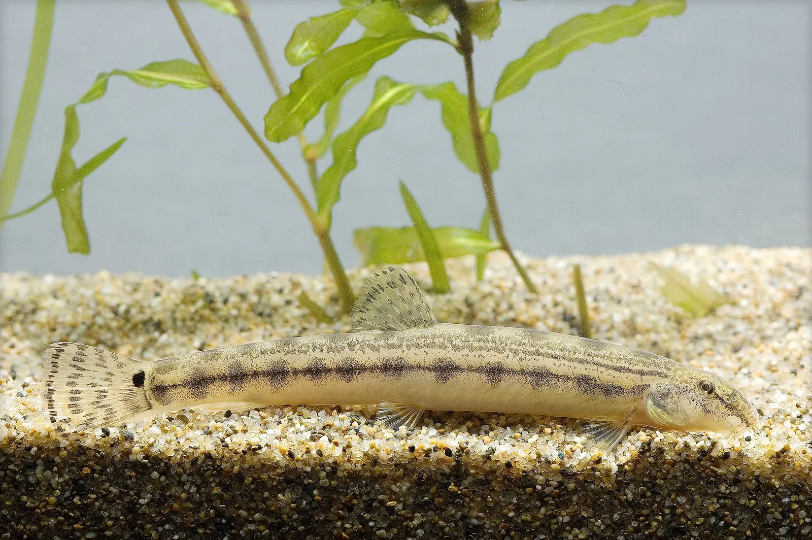 Japanese striped loach (Cobitis biwae)