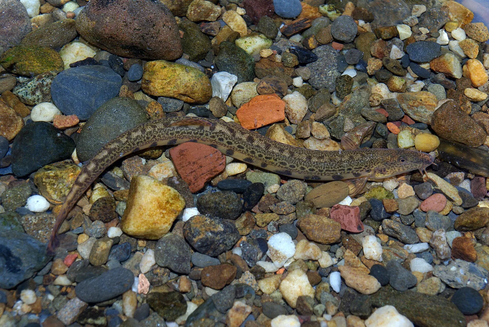 Northern Iberian spined loach (Cobitis calderoni)