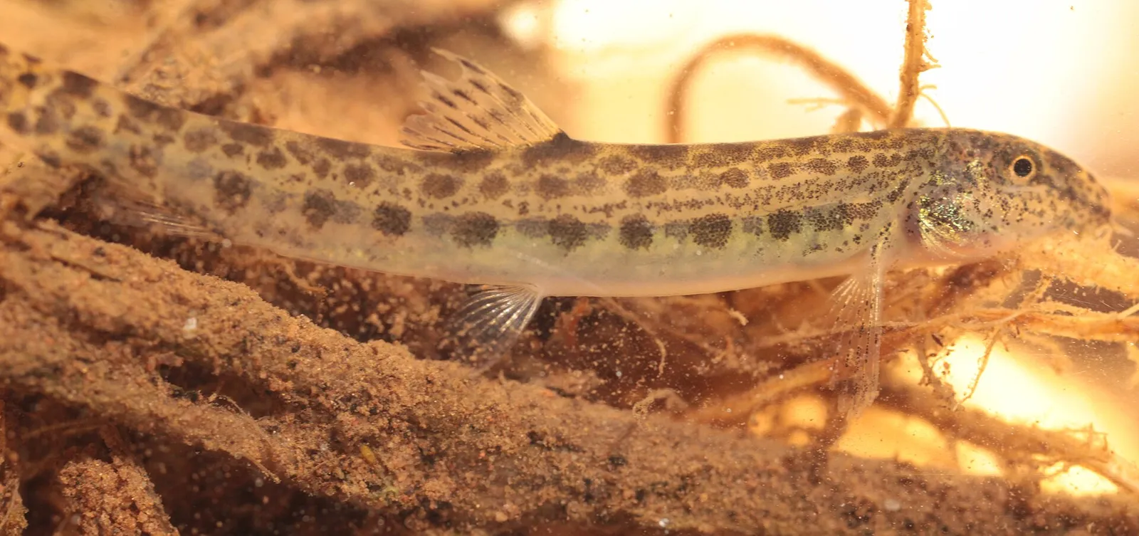 Southern Iberian spined loach (Cobitis paludica)