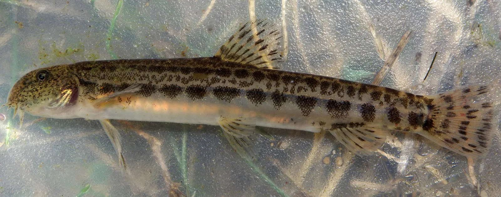 Southern Iberian spined loach (Cobitis paludica)