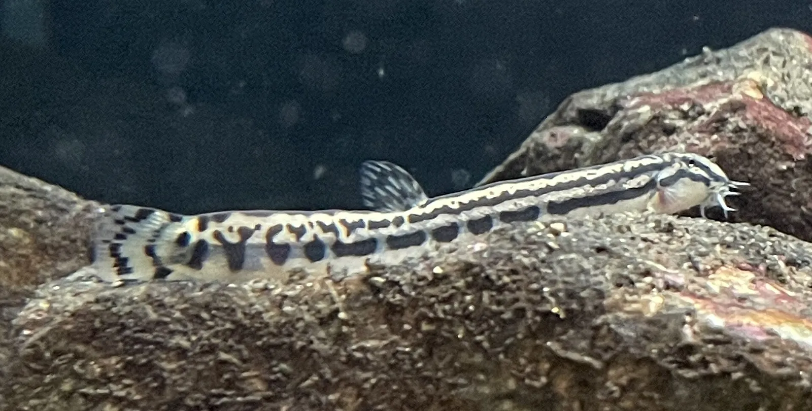 Secret loach (Cobitis takatsuensis)