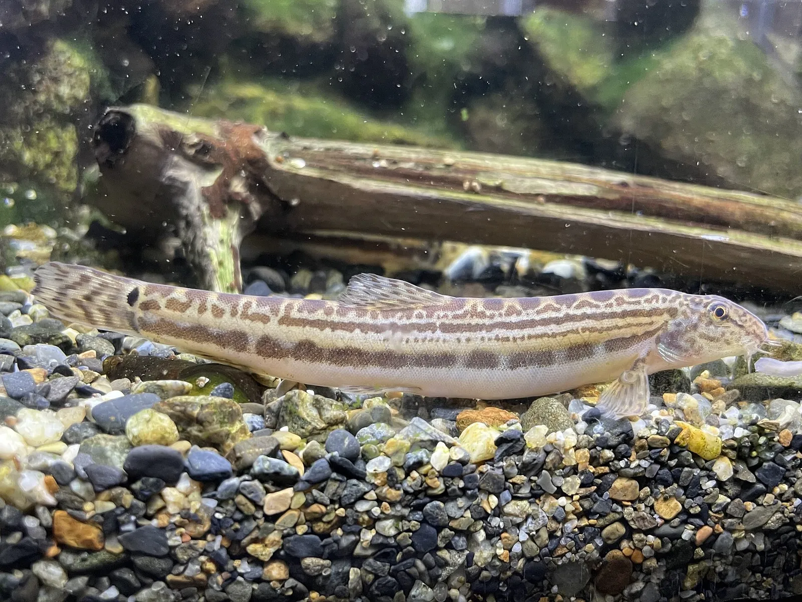 Cobitis takenoi