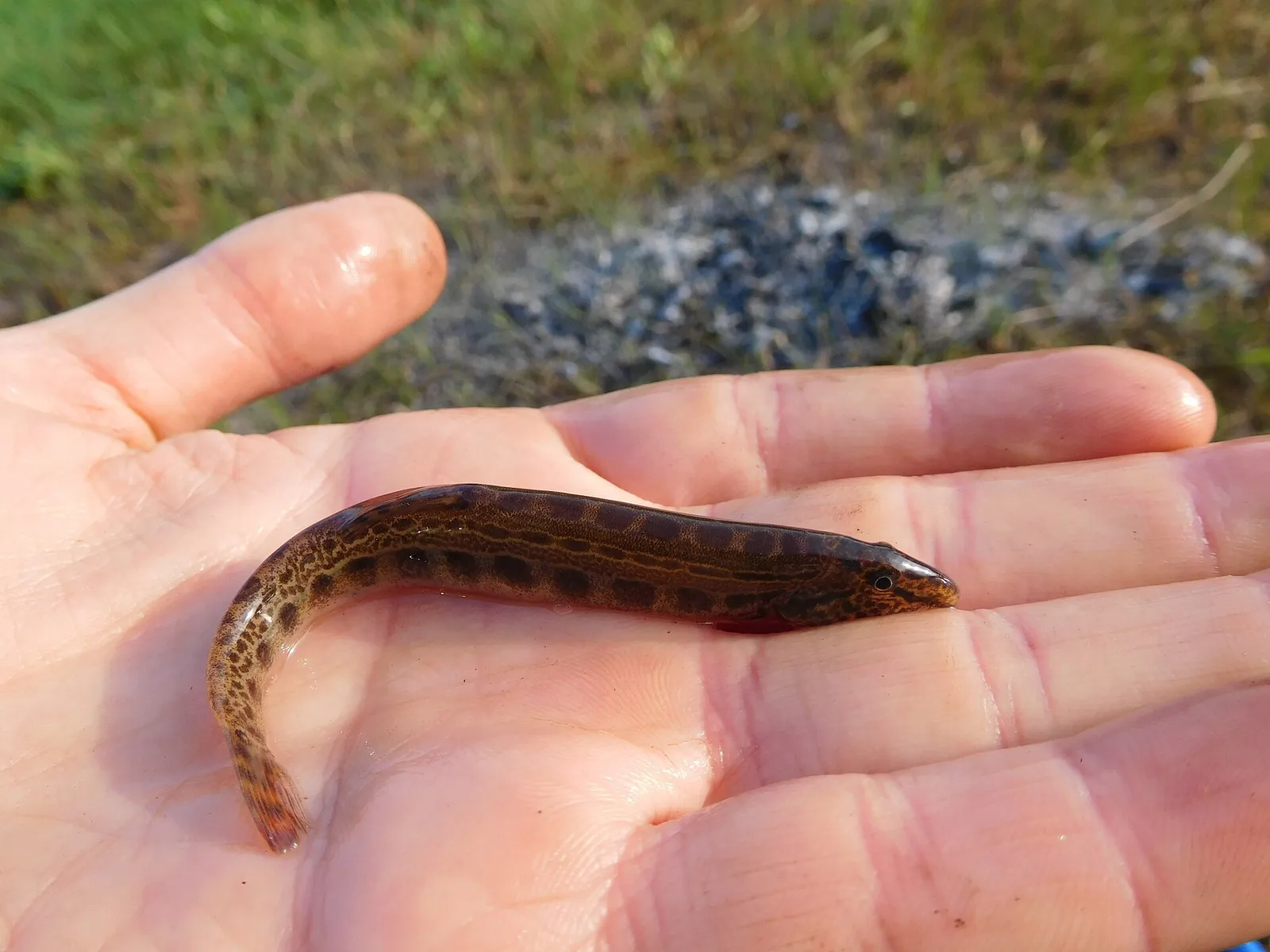 Crimean spined loach (Cobitis taurica)