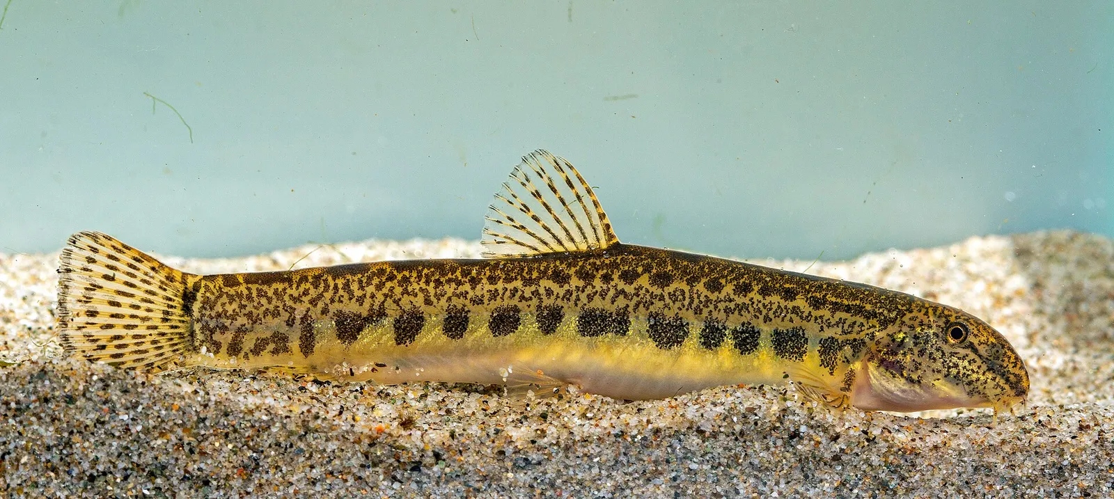 Volturno spined loach (Cobitis zanandreai)