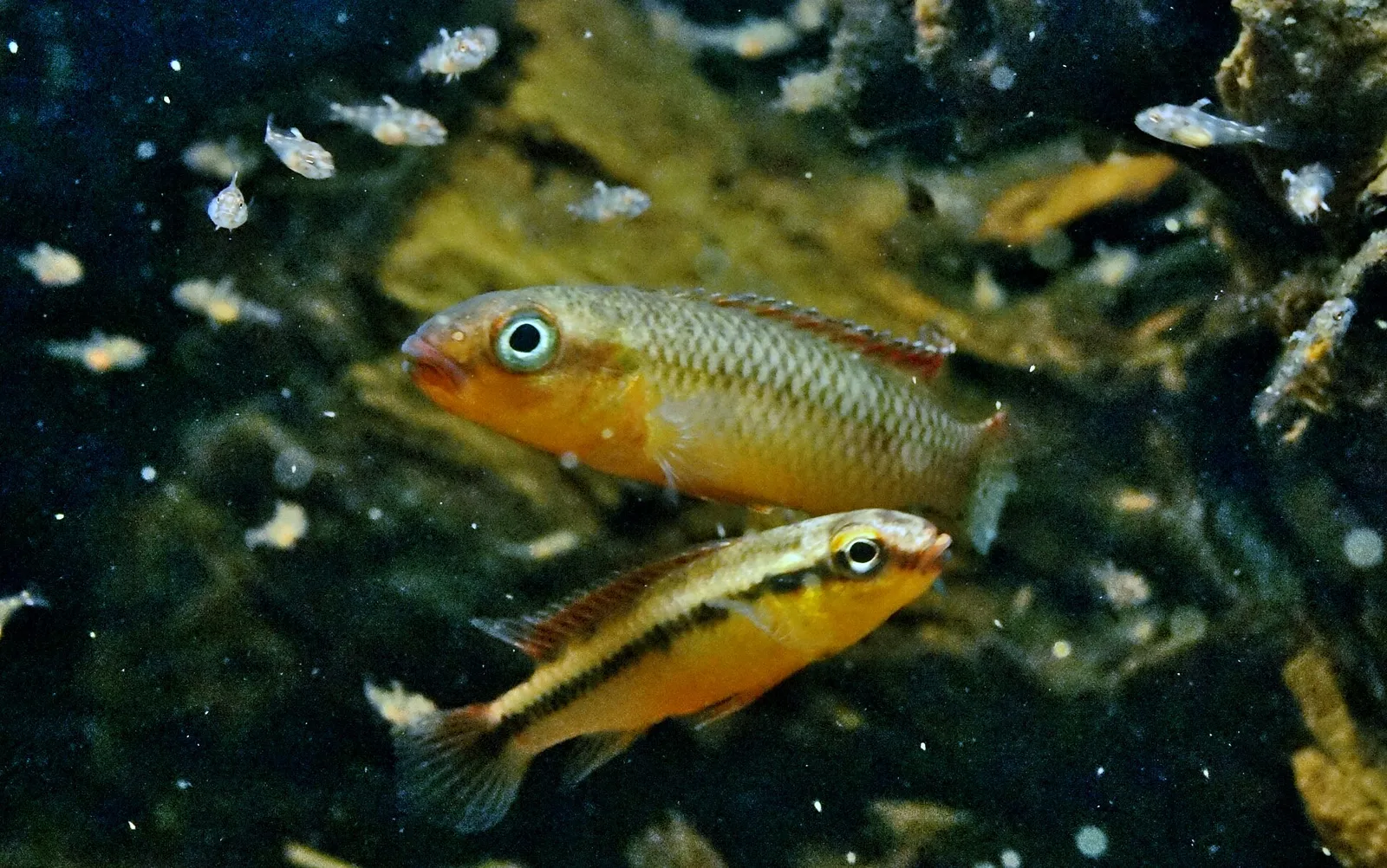 Congochromis dimidiatus