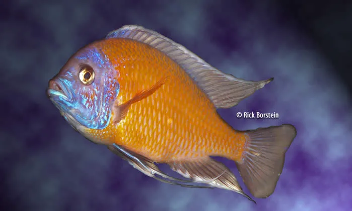 Copadichromis borleyi Male