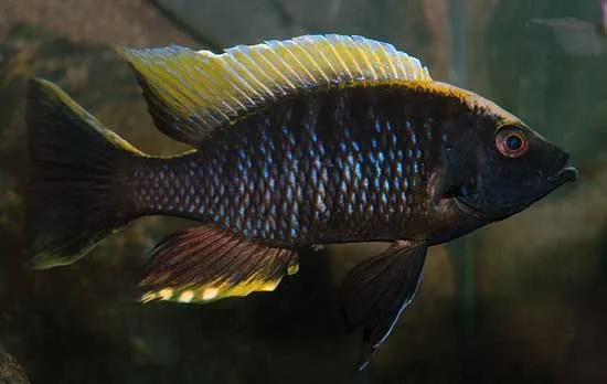 Copadichromis geertsi