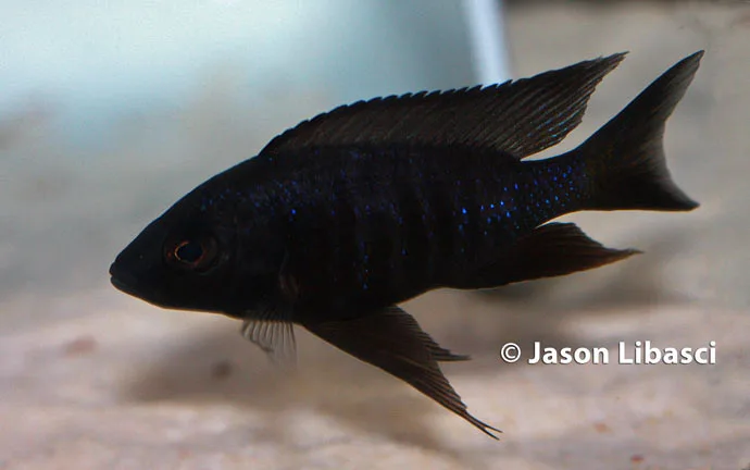 Copadichromis melas Male