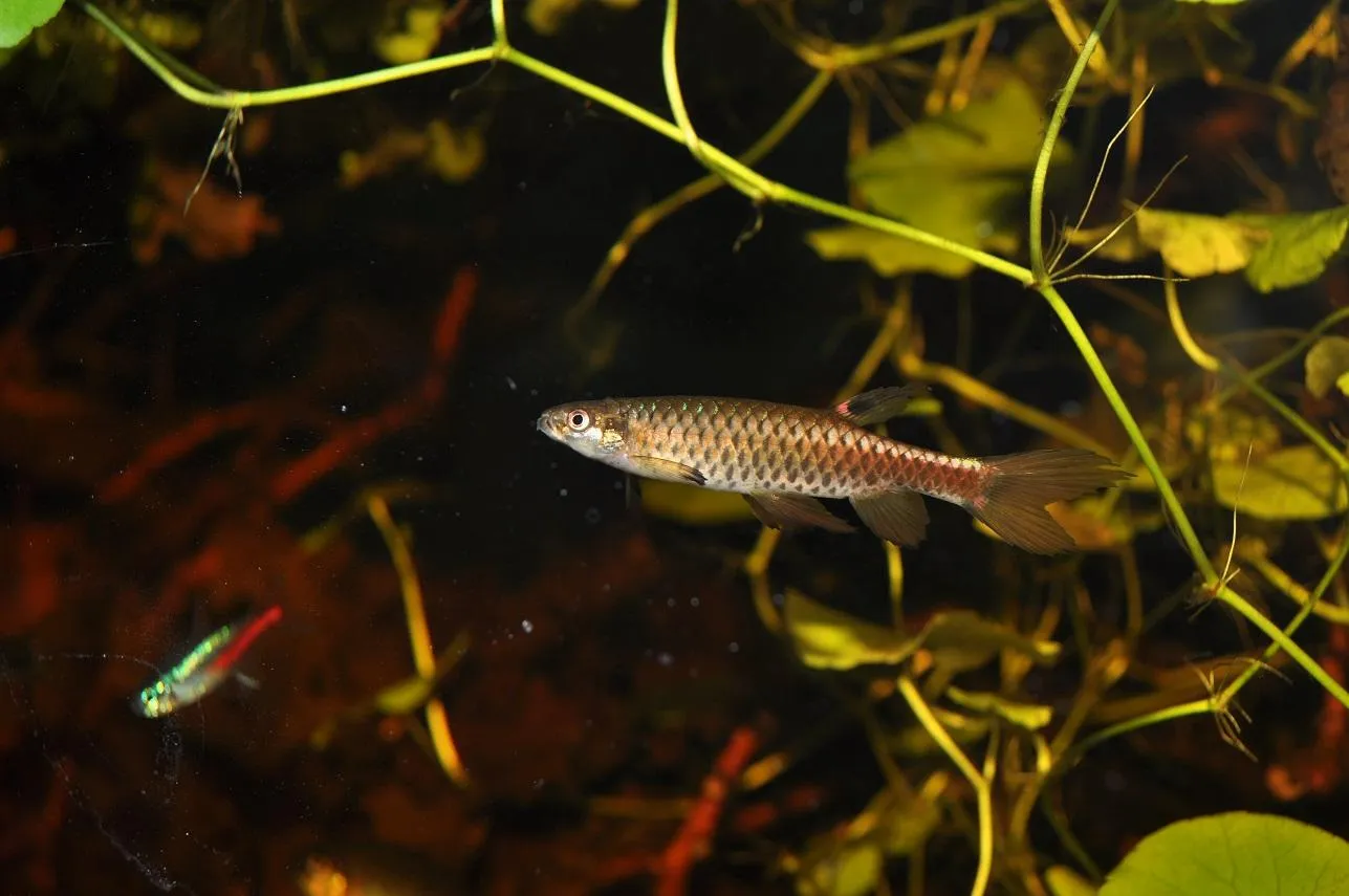 Spotted Splash Tetra (Copella compta)