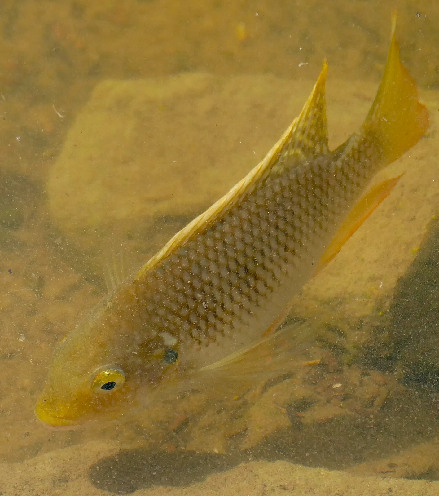 Redbreast tilapia (Coptodon rendalli)