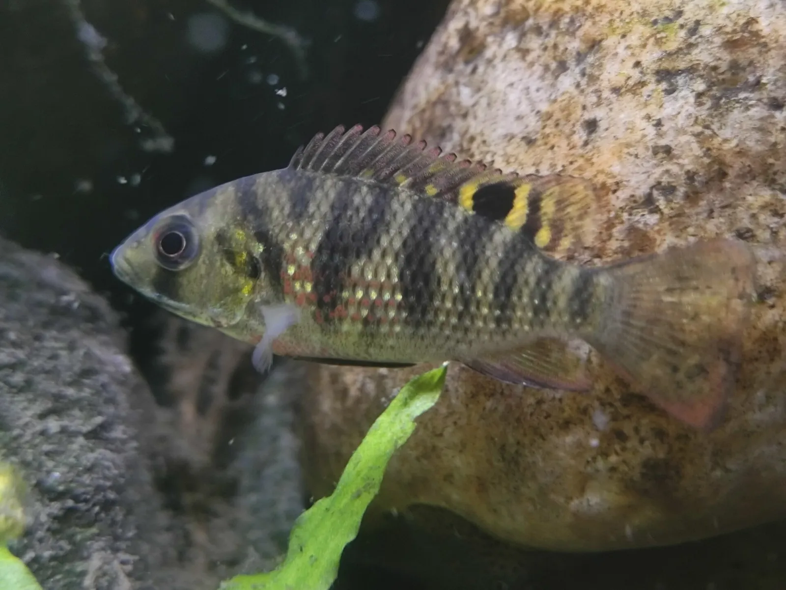 Banded tilapia (Coptodon zillii)